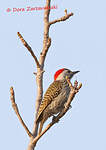 Pic cardinal