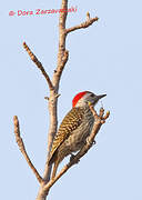 Cardinal Woodpecker