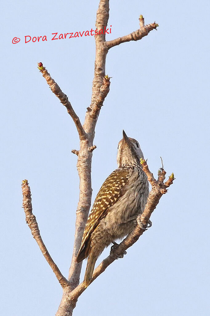 Cardinal Woodpecker male adult