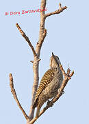 Cardinal Woodpecker