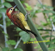 Crimson-mantled Woodpecker