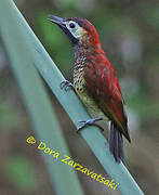 Crimson-mantled Woodpecker