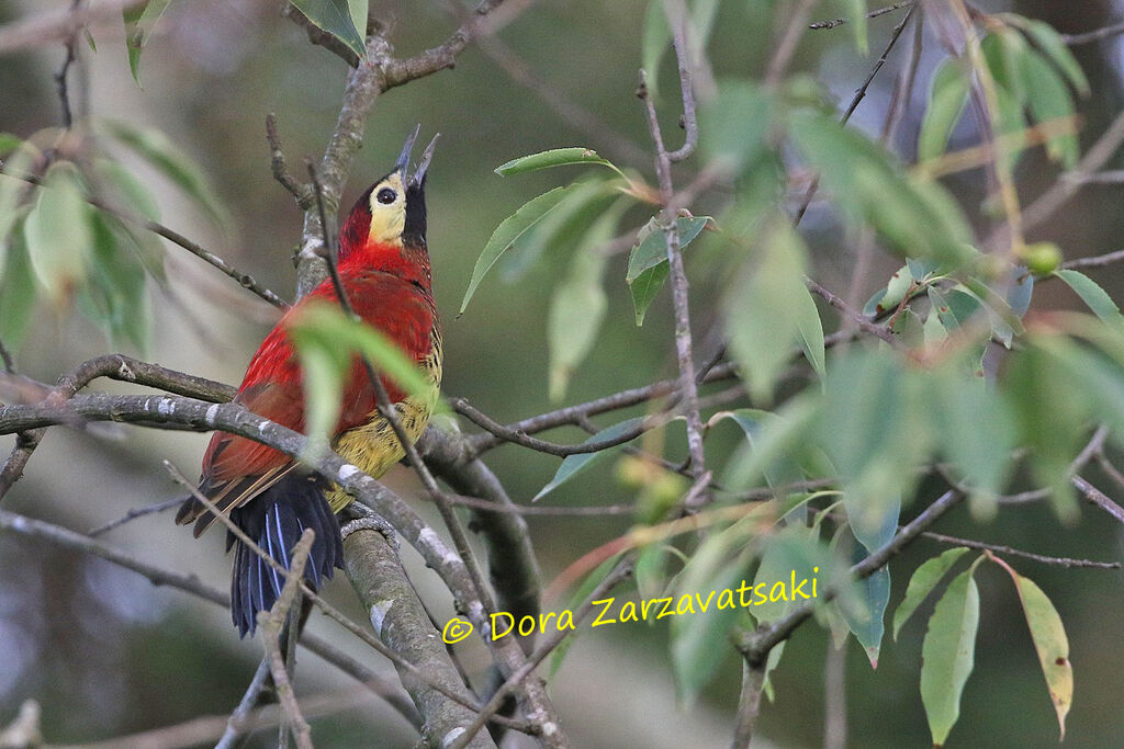 Crimson-mantled Woodpeckeradult, identification