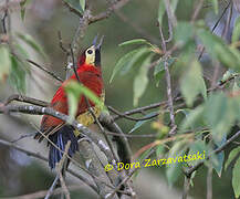 Crimson-mantled Woodpecker