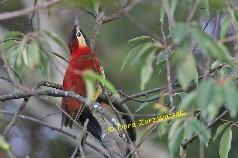 Crimson-mantled Woodpeckeradult, identification
