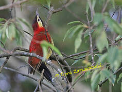 Crimson-mantled Woodpecker