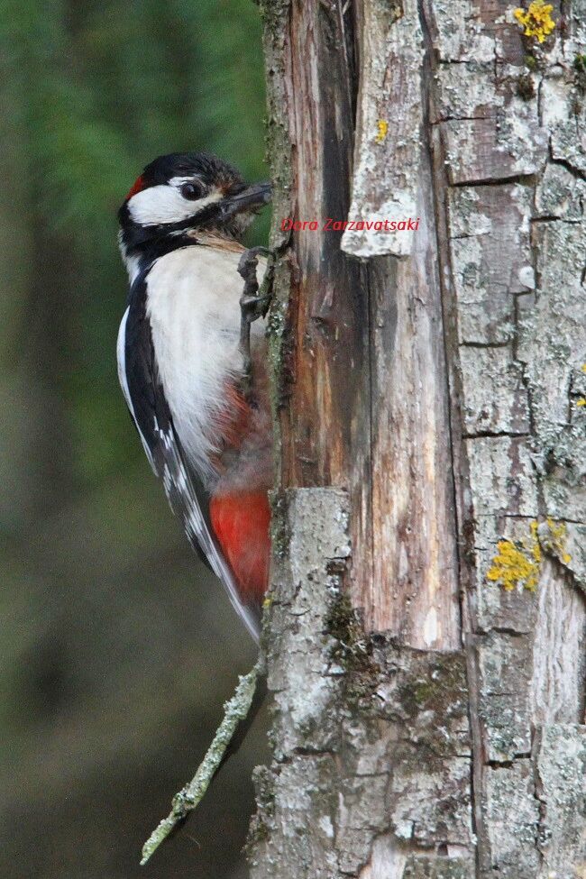 Great Spotted Woodpecker