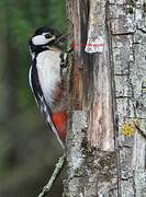 Great Spotted Woodpecker