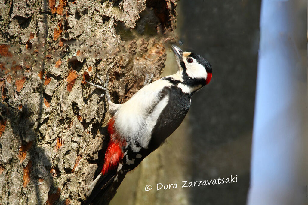 Great Spotted Woodpecker male adult, Behaviour