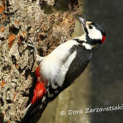 Great Spotted Woodpecker