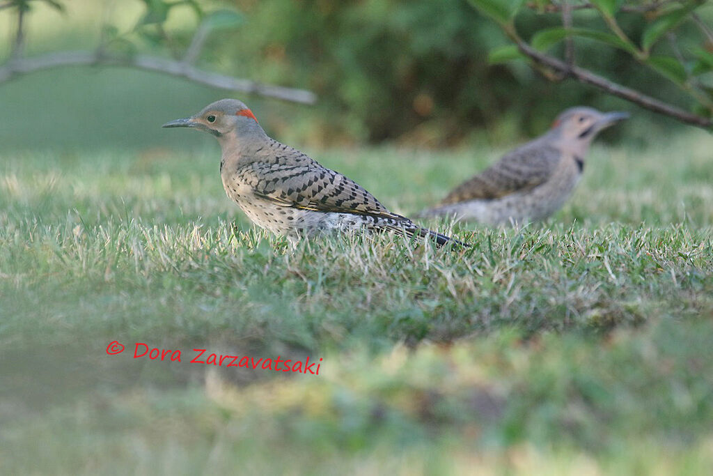 Northern Flicker, walking, eats