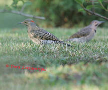 Northern Flicker