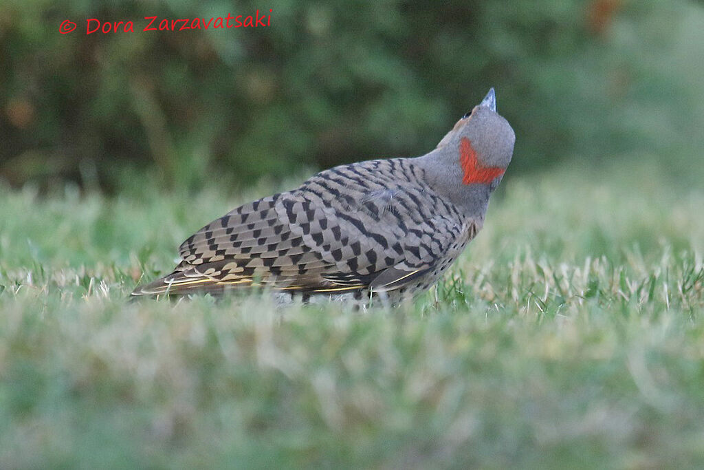 Pic flamboyantadulte, marche, mange