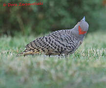 Northern Flicker