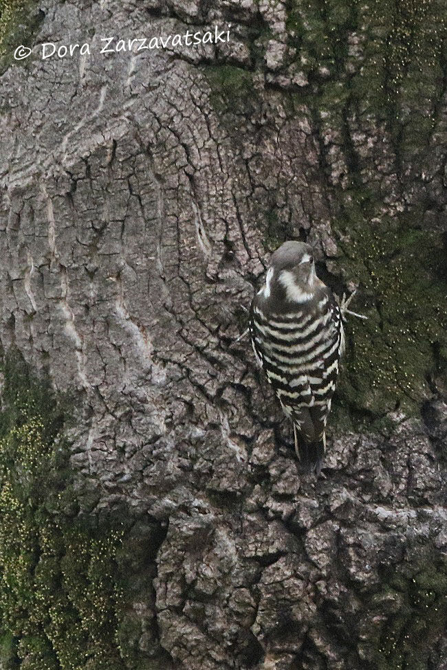 Japanese Pygmy Woodpecker