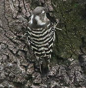 Japanese Pygmy Woodpecker