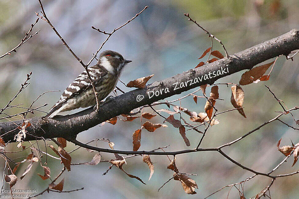 Japanese Pygmy Woodpecker male adult