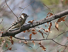 Japanese Pygmy Woodpecker