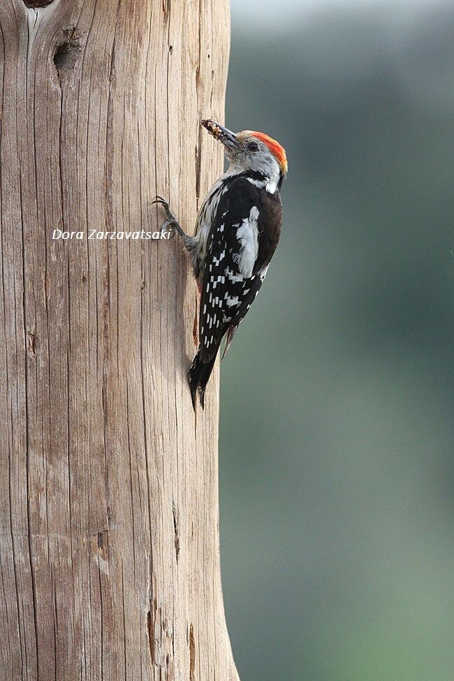 Middle Spotted Woodpecker