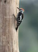 Middle Spotted Woodpecker