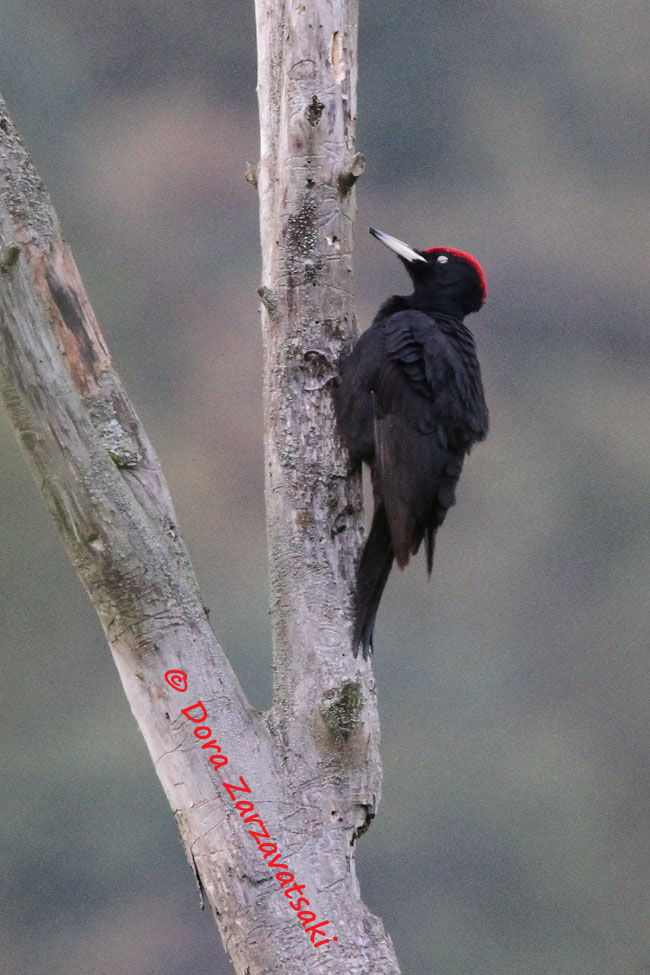 Black Woodpecker