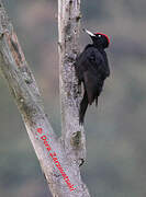 Black Woodpecker