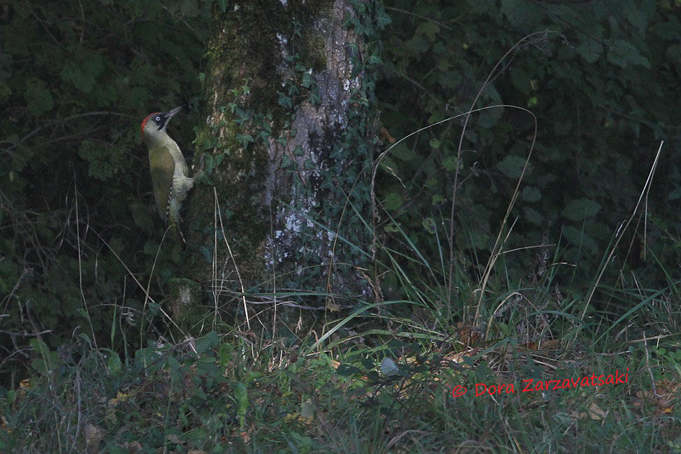 European Green Woodpecker female adult