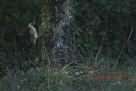 European Green Woodpecker