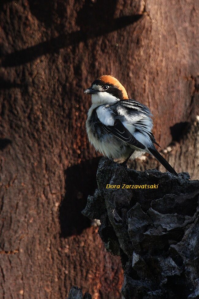 Woodchat Shrike