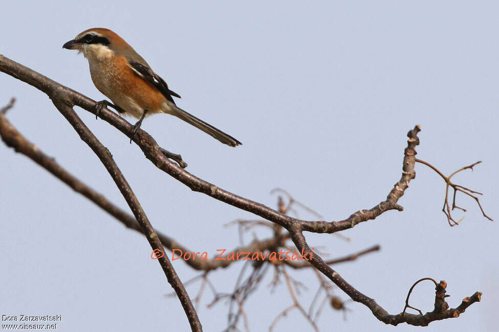 Bull-headed Shrike