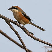 Bull-headed Shrike