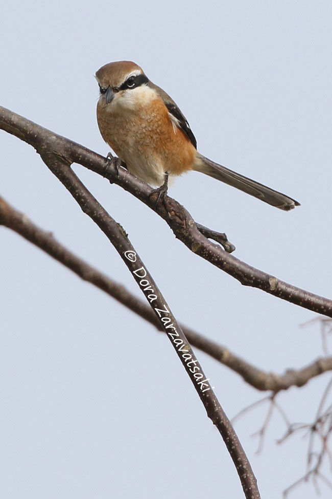 Bull-headed Shrike