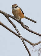 Bull-headed Shrike