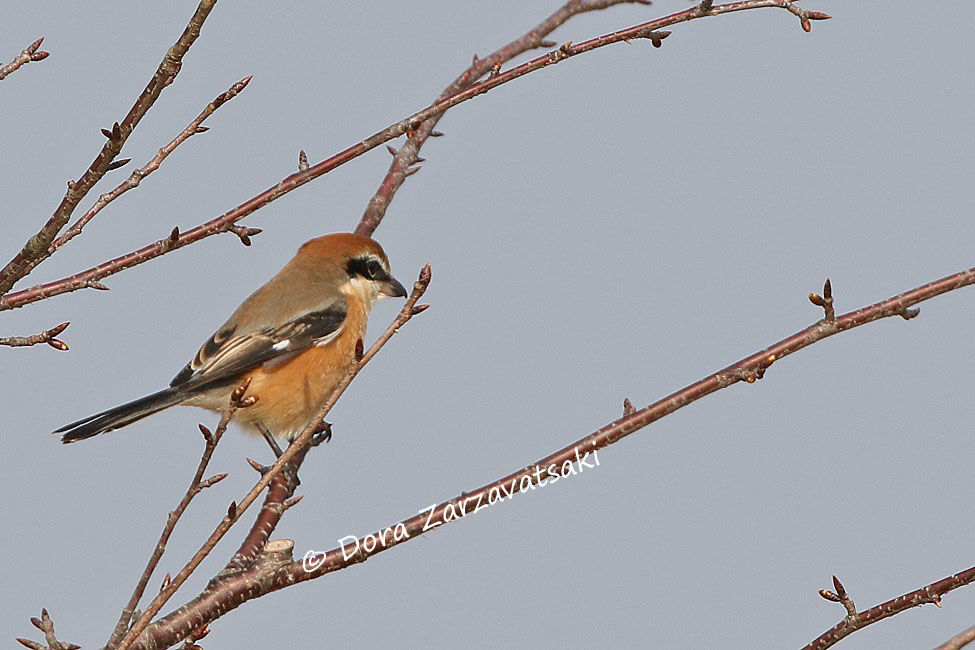 Bull-headed Shrike