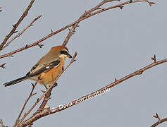 Bull-headed Shrike