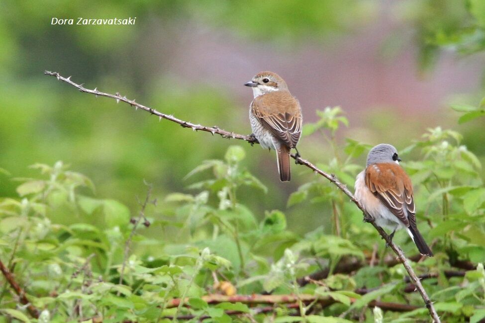 Red-backed Shrike