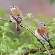 Red-backed Shrike