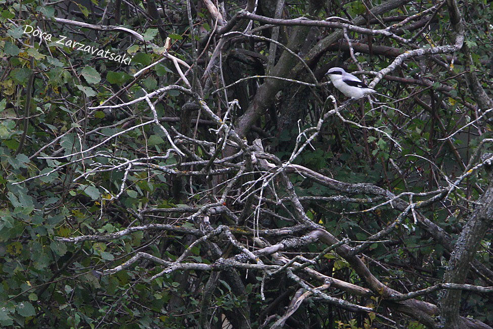 Great Grey Shrike