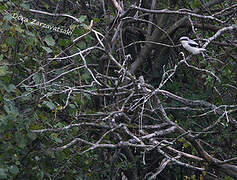 Great Grey Shrike