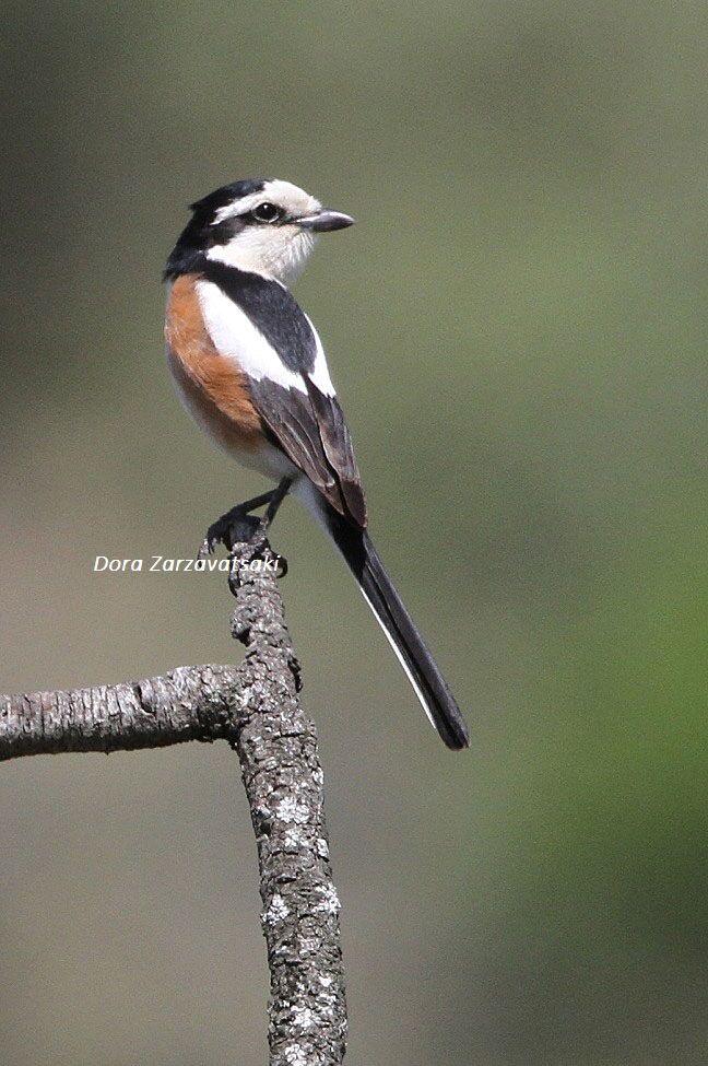 Masked Shrike