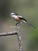 Masked Shrike