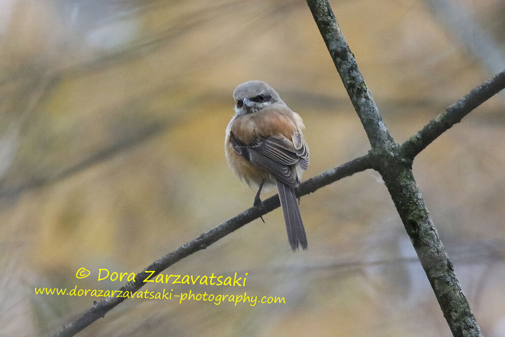 Long-tailed Shrikeimmature, identification