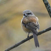 Long-tailed Shrike