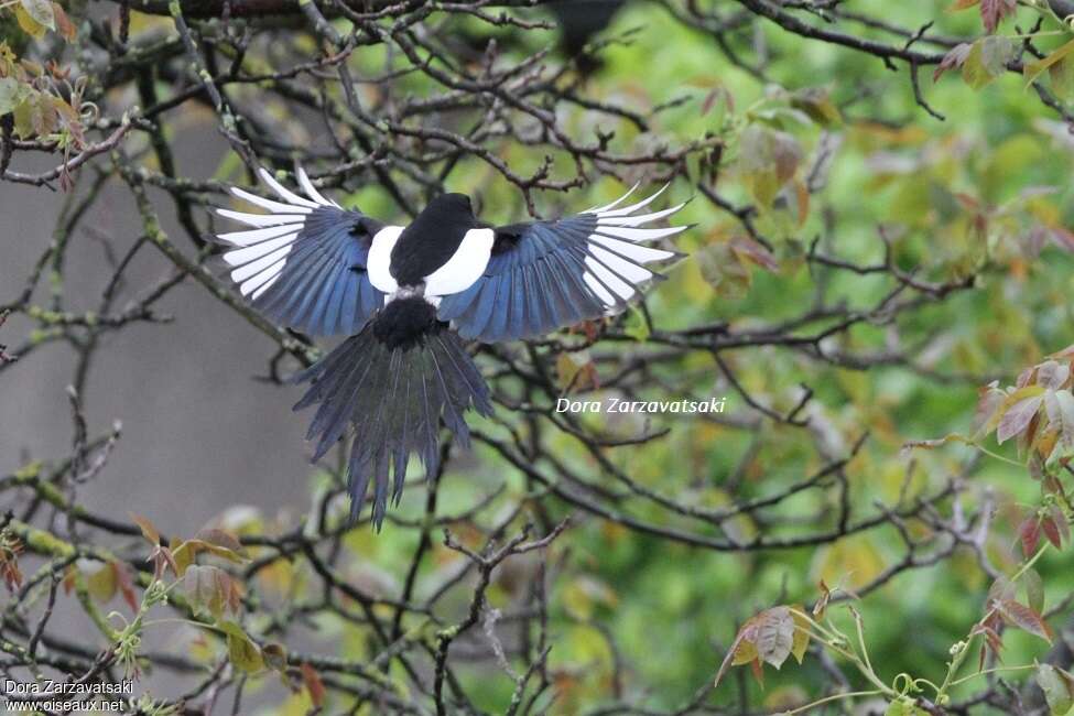 Eurasian Magpieadult, aspect, pigmentation, Flight