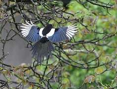 Eurasian Magpie