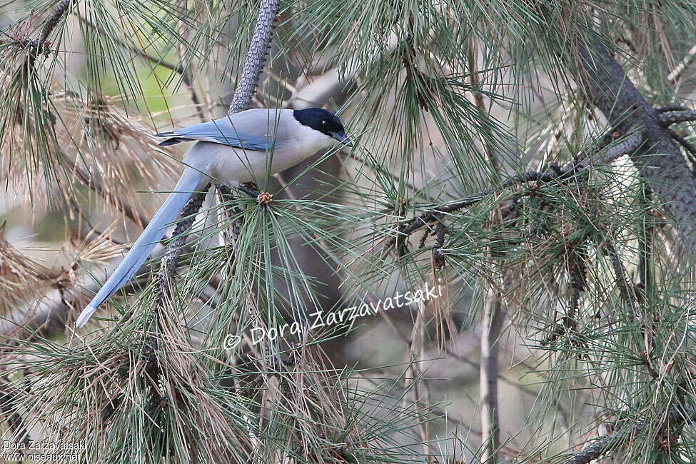 Azure-winged Magpieadult, habitat, pigmentation