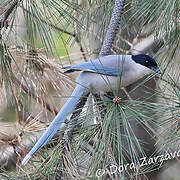 Azure-winged Magpie