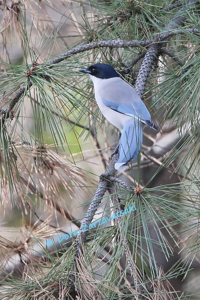 Azure-winged Magpie