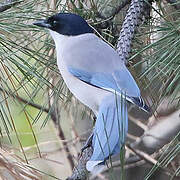 Azure-winged Magpie