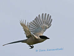 Azure-winged Magpie